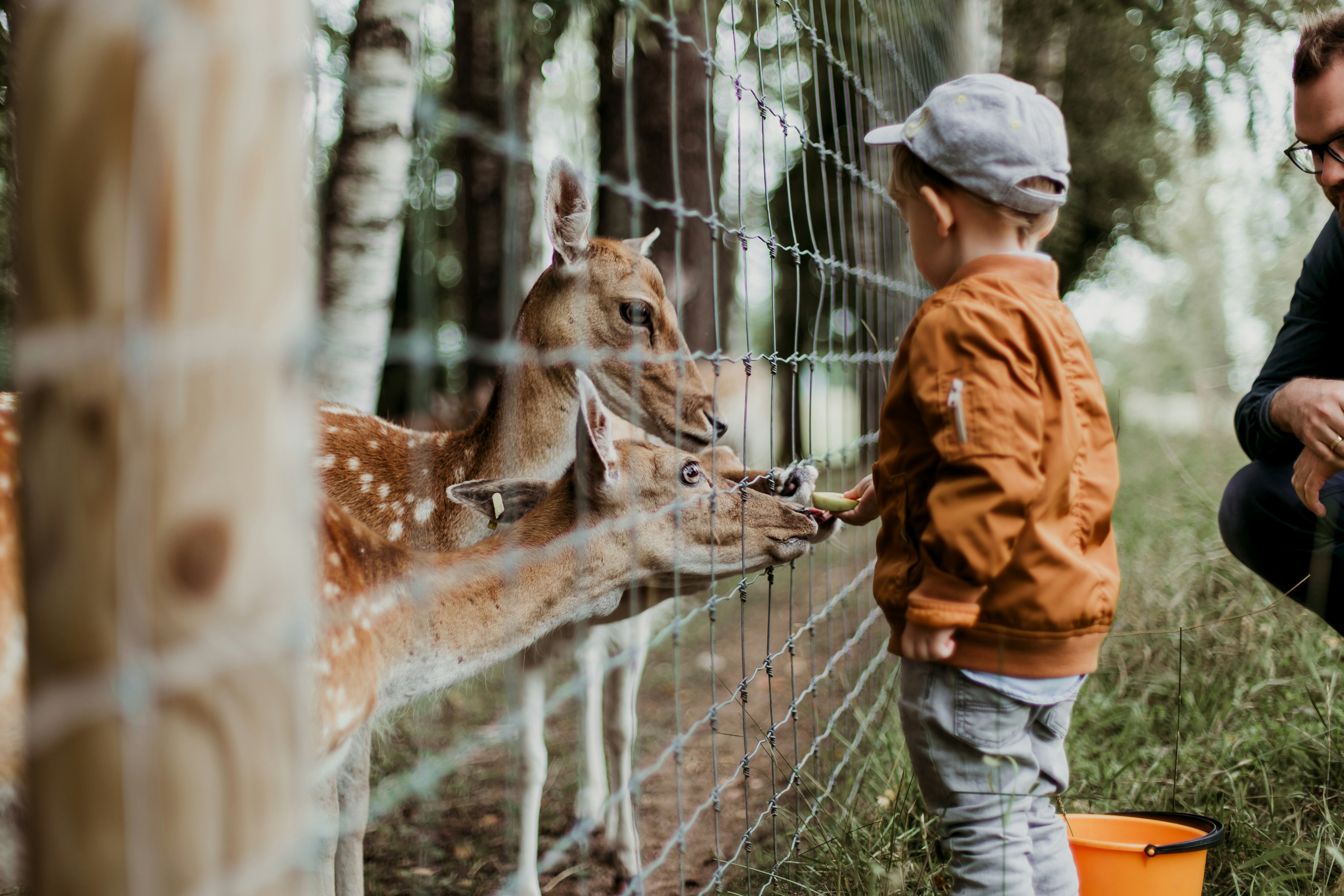 child feeding deer at zoo