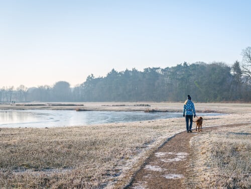 A woman and a dog walking beside a frozen body of water along a path.