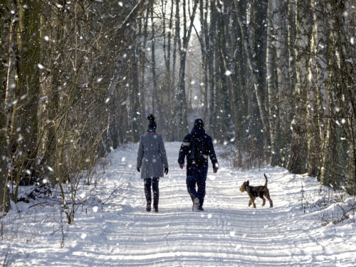 A couple and their dog walking through a lane lined with trees as snow falls around them and lays on the ground.