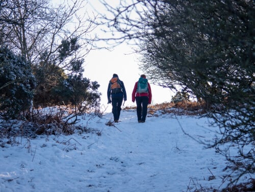 Two hikers walking on a snowy path amidst several trees and bushes.