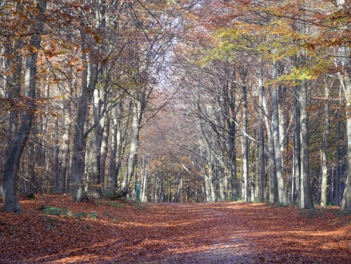 A forest during autumn with the leaves turning and falling to the ground.
