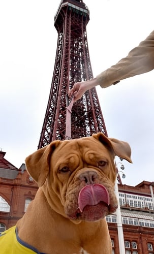 A close-up of a brown dog's face with Blackpool Tower in the background