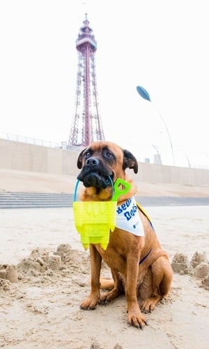 A brown dog holding a bucket and spade in its mouth with Blackpool Tower in the background