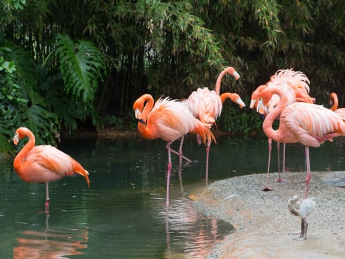 A group of pink flamingos at Blackpool Zoo