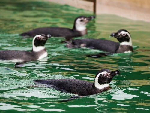 Four penguins swimming in the water at Blackpool Zoo