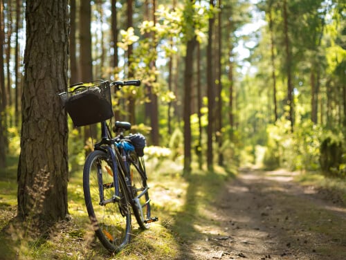 a bike in a forest leaning against a tree beside a path. the sun is streaming down between the leaves.