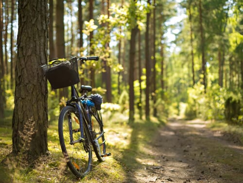 Bike resting against a tree in a forest. The bike has a basket attached to the front of it.