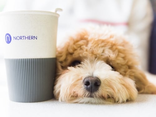 A fluffy blonde dog's face next to a Northern coffee cup on a train