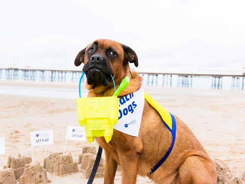 A big brown dog holding a bucket and spade in its mouth on a sandy beach