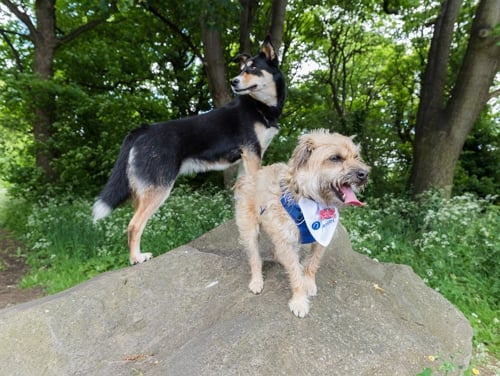 Two dogs standing on a rock in a woodland area