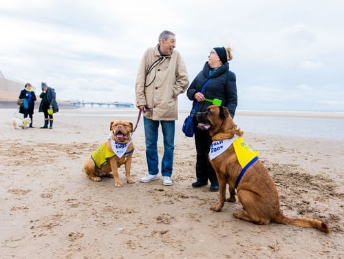 An older couple wrapped up warm on the beach with two large dogs on leads