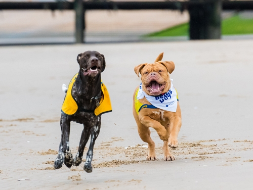 A brown dog and a tan dog running on a sandy beach looking happy
