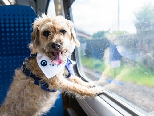 Scruffy dog with its paws on the windowsill of a Northern train