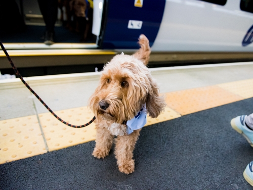Fluffy blonde dog on a train platform beside a Northern train