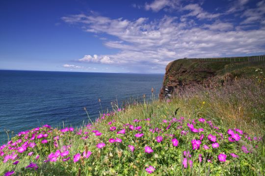 Pink flowers and cliff edge looking over St Bees coast