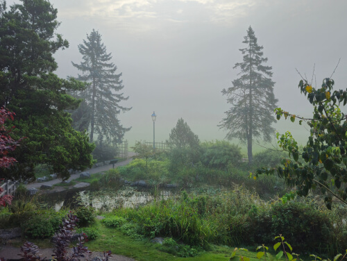 A scene of greenery in the fog at the Japanese Garden in Preston