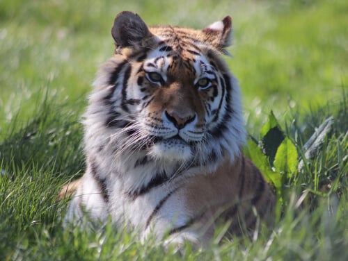 A close-up of tiger lying in the grass