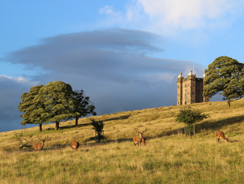 A grassy hill at sunset with 5 deer grazing on the grass just on front of some trees. A turret sits atop the hill.