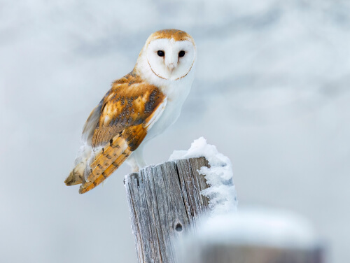 Winter white owl in the snow