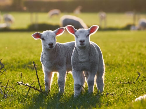 two lambs posing for a photo in a field, one of the lambs is looking at the other.