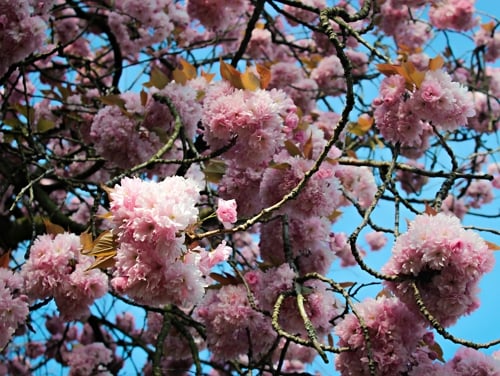 A close-up of a cherry blossom tree in a park 