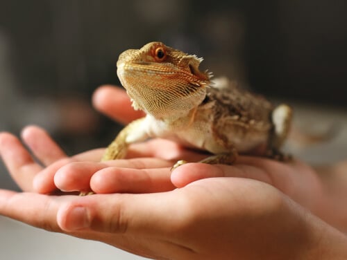 A close-up of a lizard in a child's palms