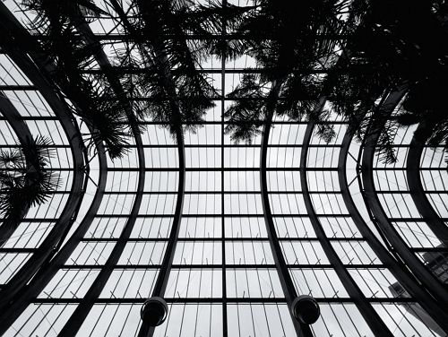 View of the glasshouse ceiling in the Sheffield Winter Garden