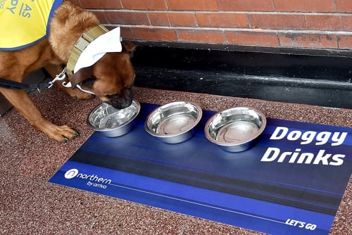 Small brown dog drinking out of a water bowl at a Northern station
