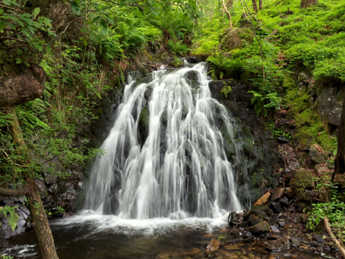 A waterfall in a dense forest with lots of vegetation around the waterfall, the water is cascading down a 20 foot drop.