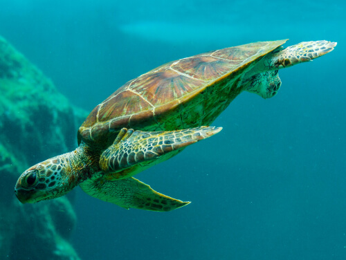 A green turtle swimming downwards through a clear body of water.