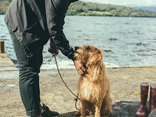 A shaggy blonde dog being pet by a man on the shore of Lake Windermere