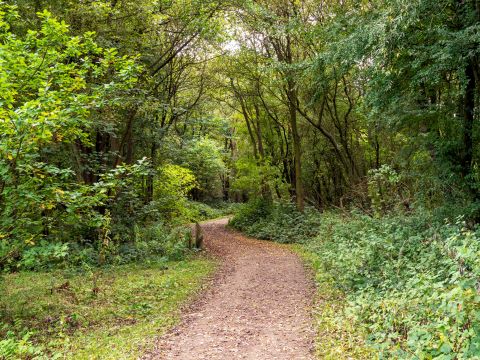 Staveley woods