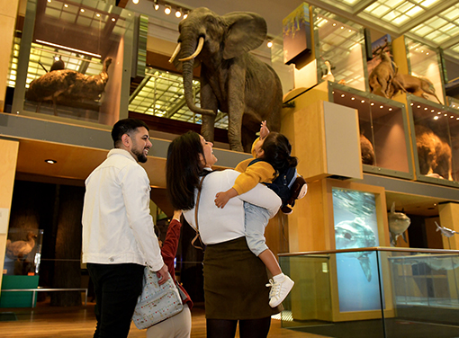 A family in a museum with the mother holding a child in her arms who is pointing up at an elephant