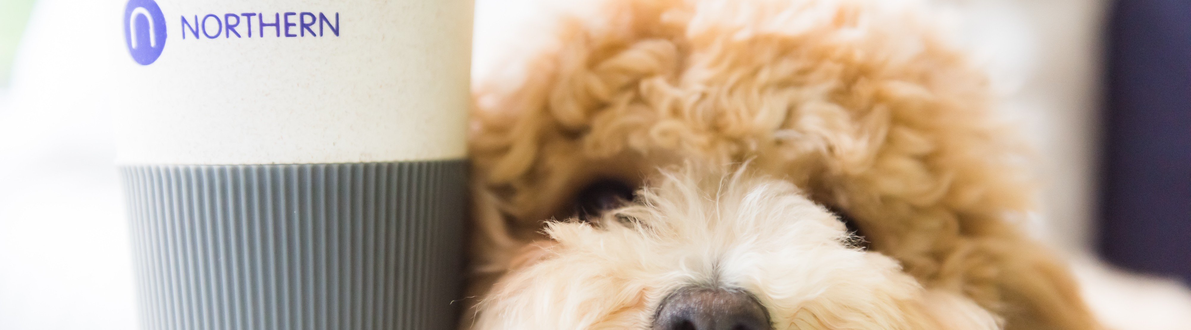 Image of a dog resting its head next to a Northern coffee cup