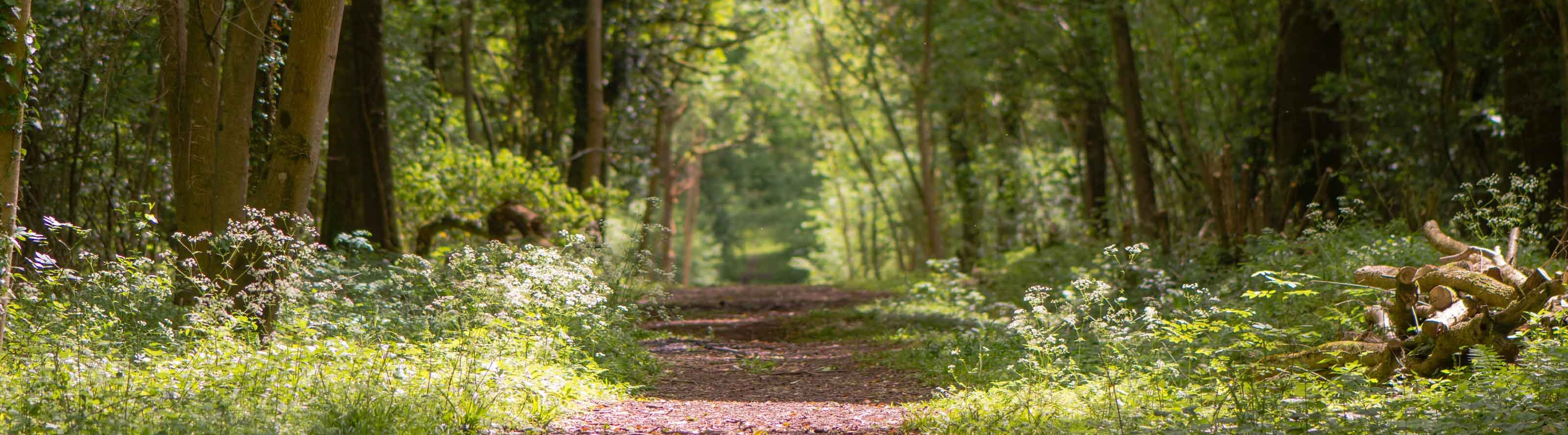 Woodland walks in the North