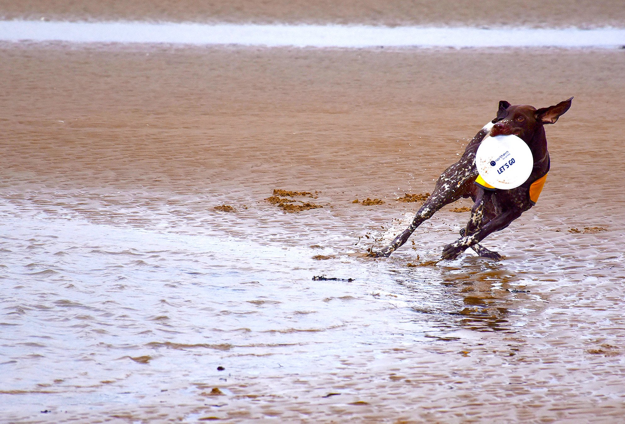 dogs-at-blackpool-1