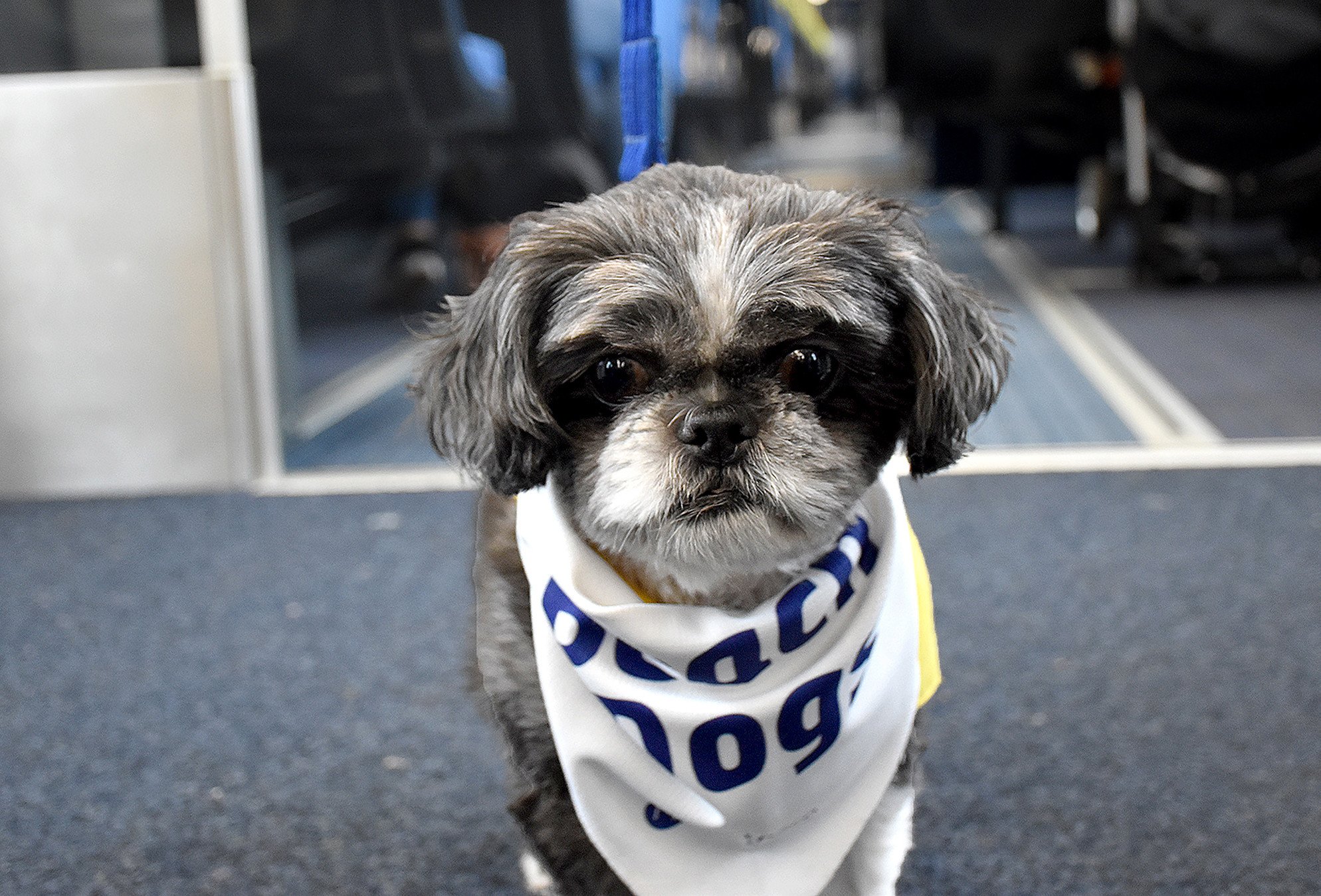 dogs-at-blackpool-6