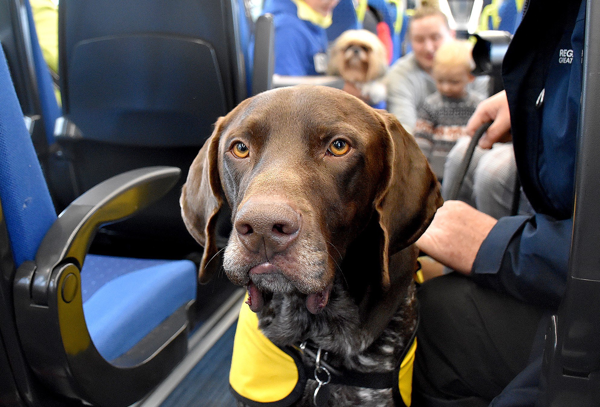 dogs-at-blackpool-8