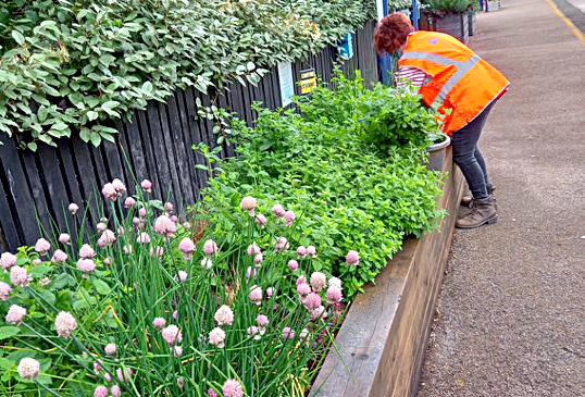 this-image-shows-a-volunteer-tending-to-flowebeds-at-one-of-northern-s-stations