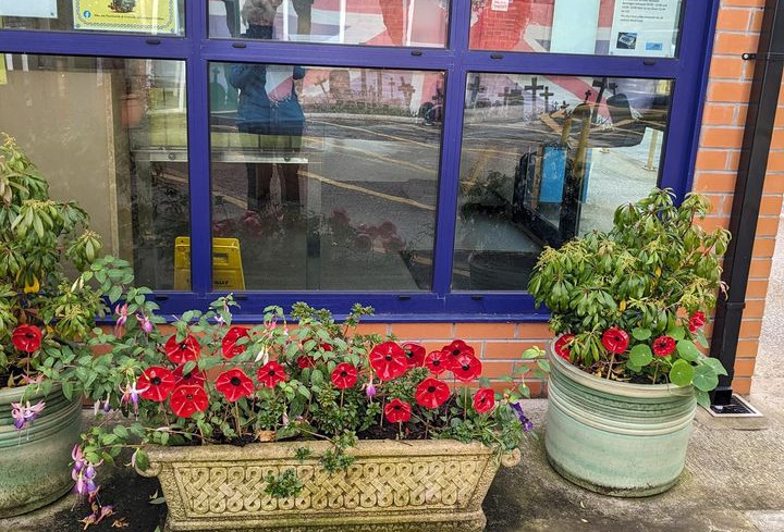 this-image-shows-poppy-displays-at-leyland