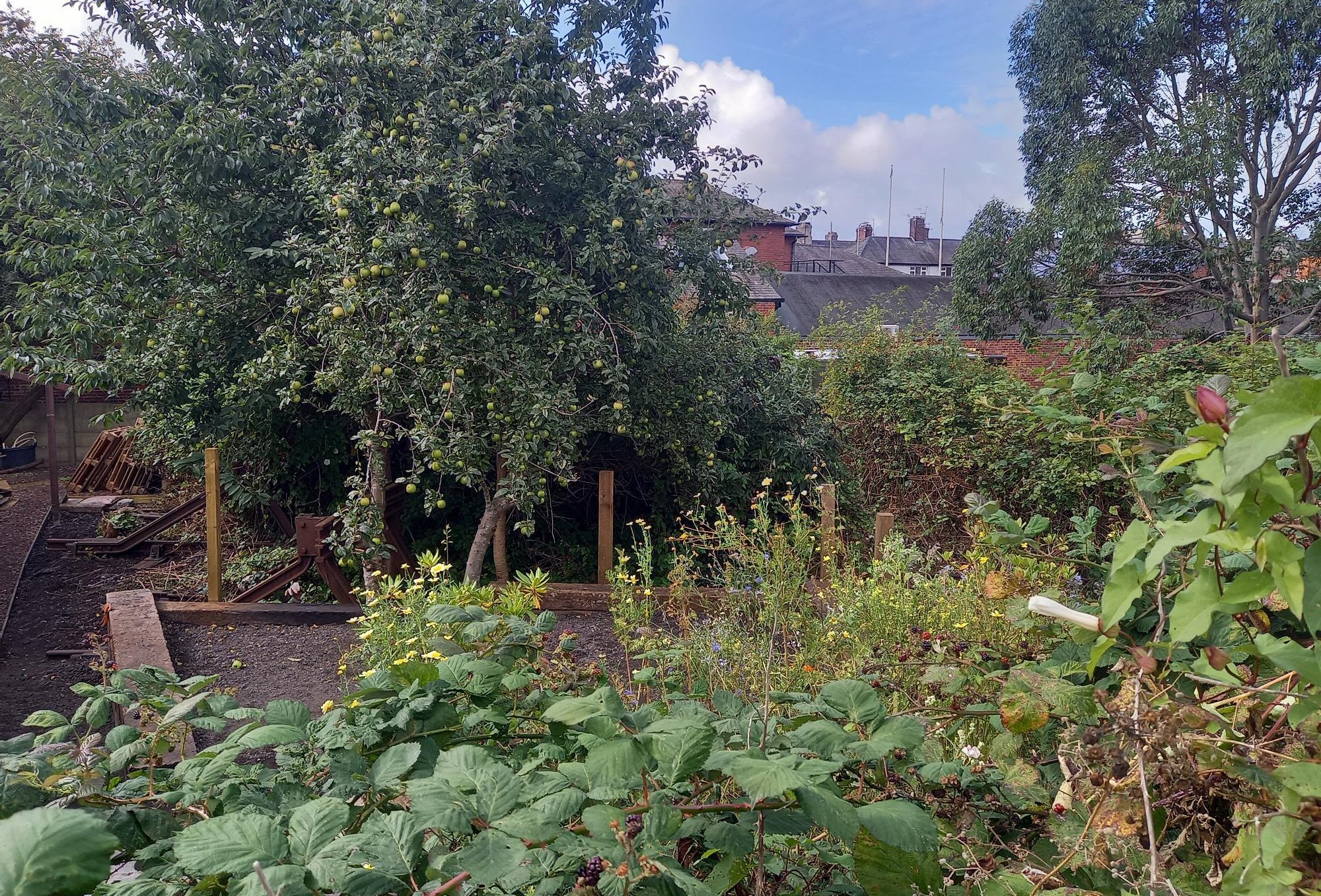 vegetables-growing-at-barrow-memorial-garden