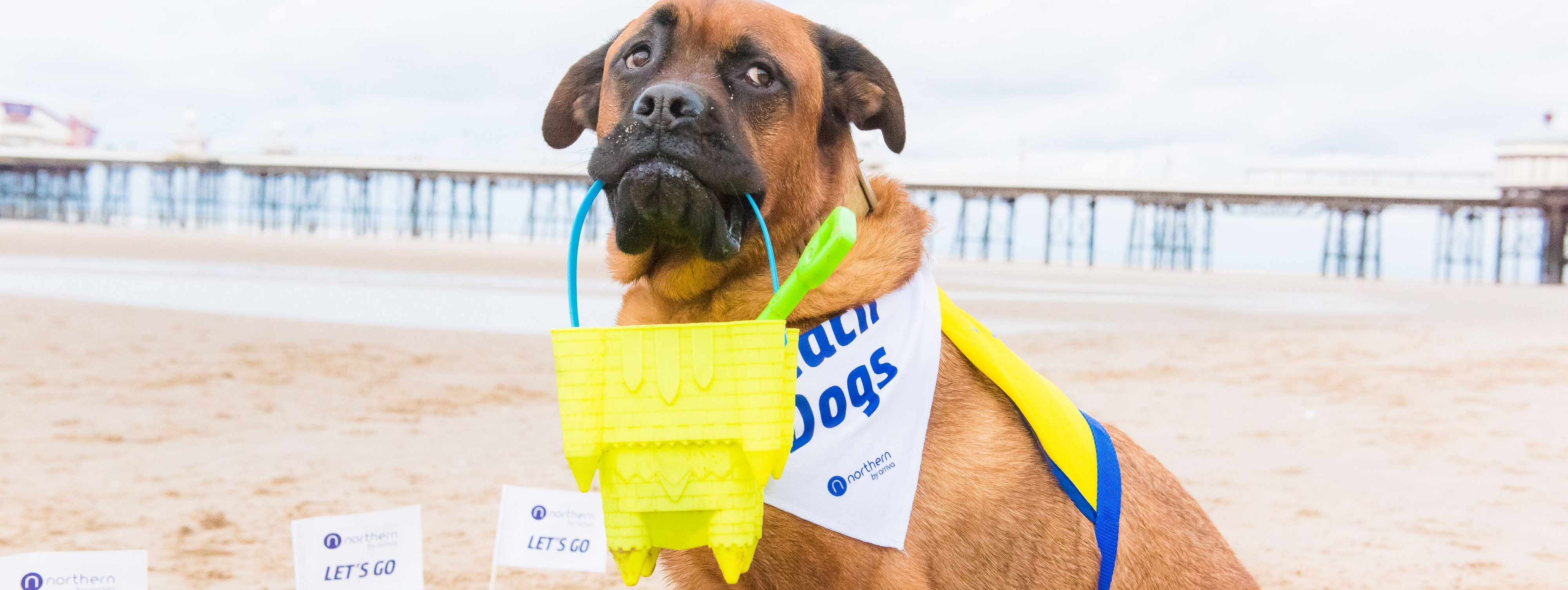 dogs-at-blackpool-10